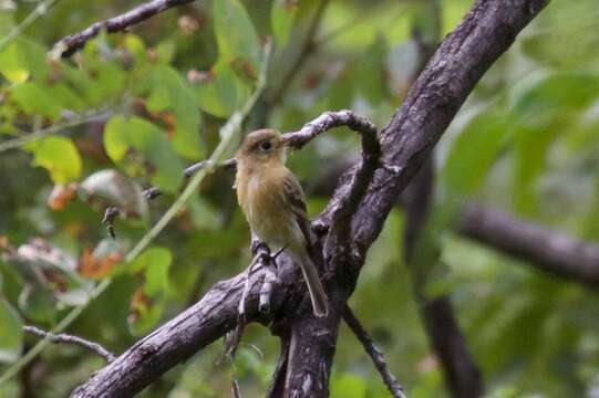 Image of Buff-breasted Flycatcher