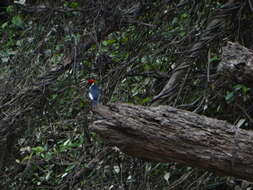 Image of Red-capped Cardinal