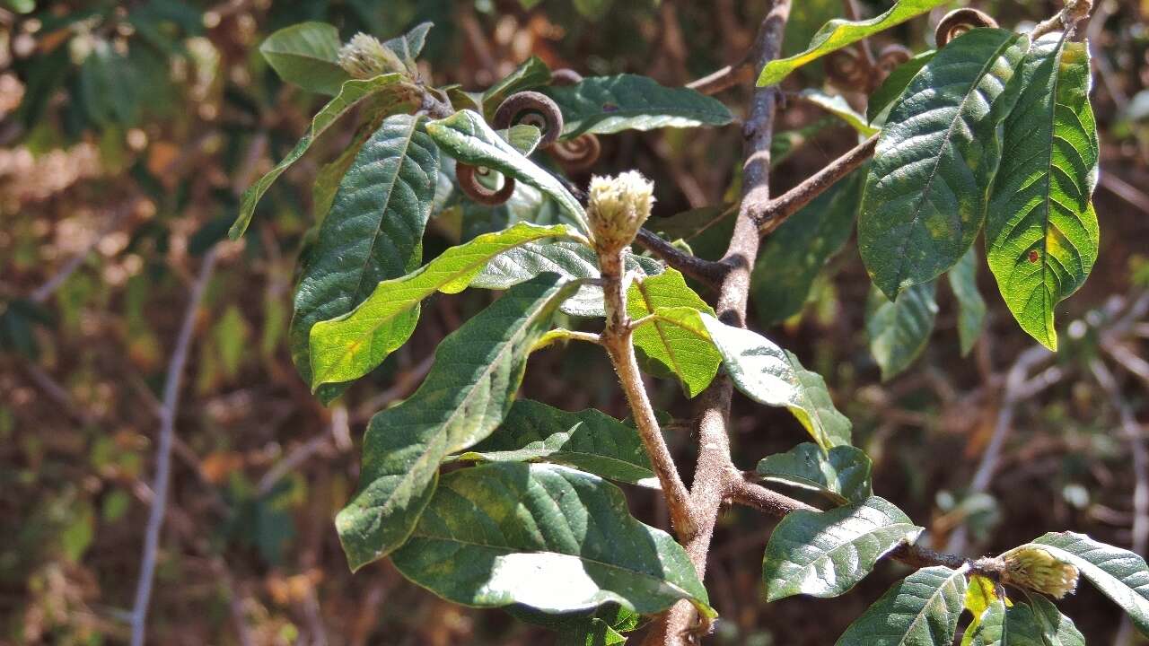 Imagem de Hugonia orientalis Engl.