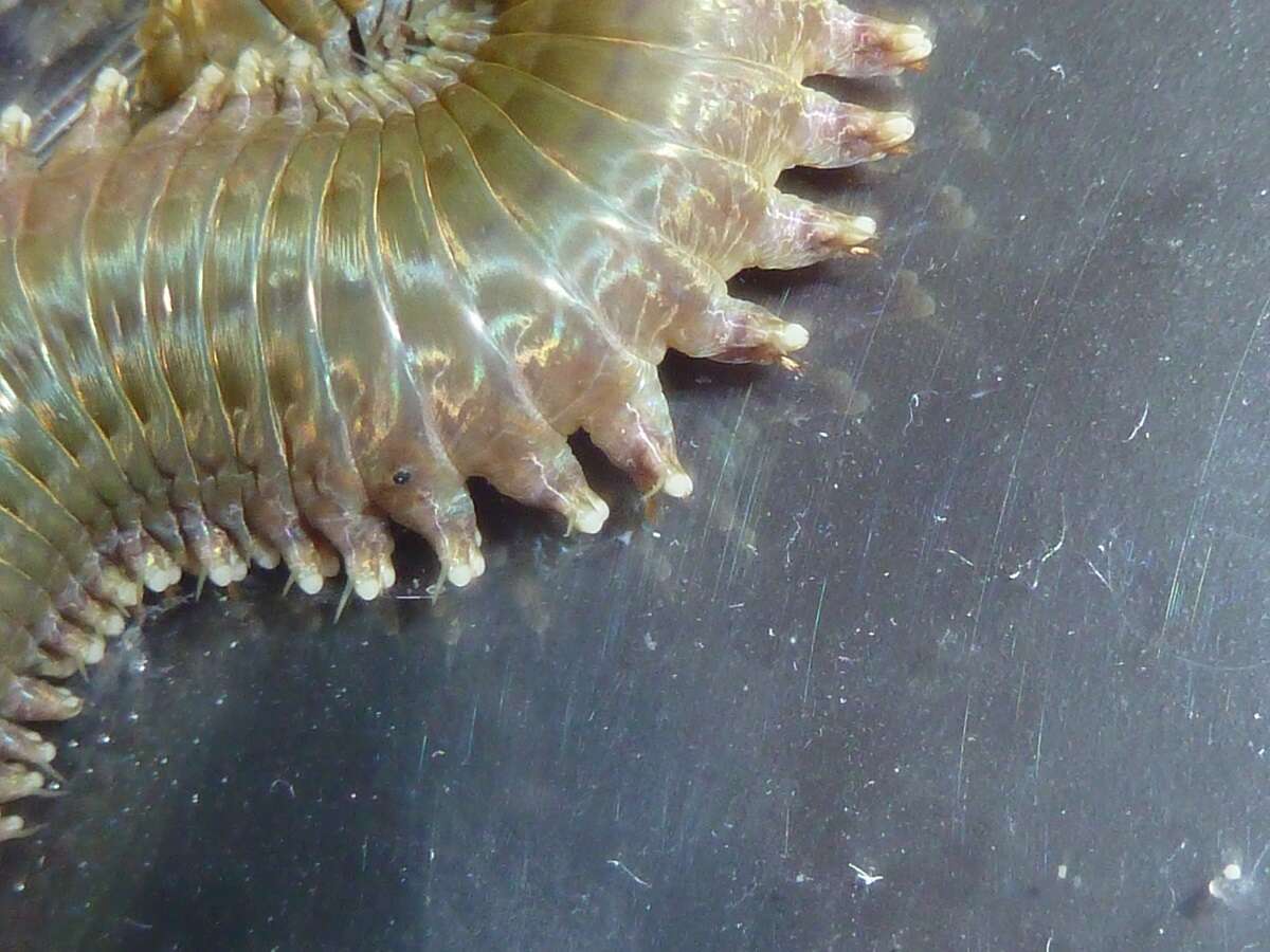 Image of Mussel worm