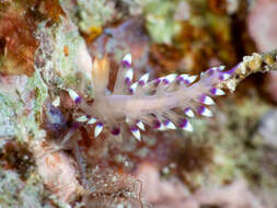 Image of Whitetip purple cerrata pink slug