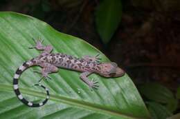 Cyrtodactylus pubisulcus Inger 1958的圖片