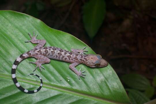 Cyrtodactylus pubisulcus Inger 1958 resmi