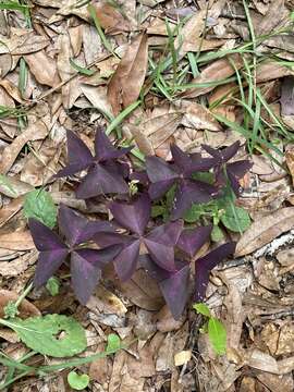 Image of Wood sorrel