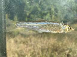 Image of Cypress minnow