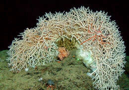 Image of lettuce coral