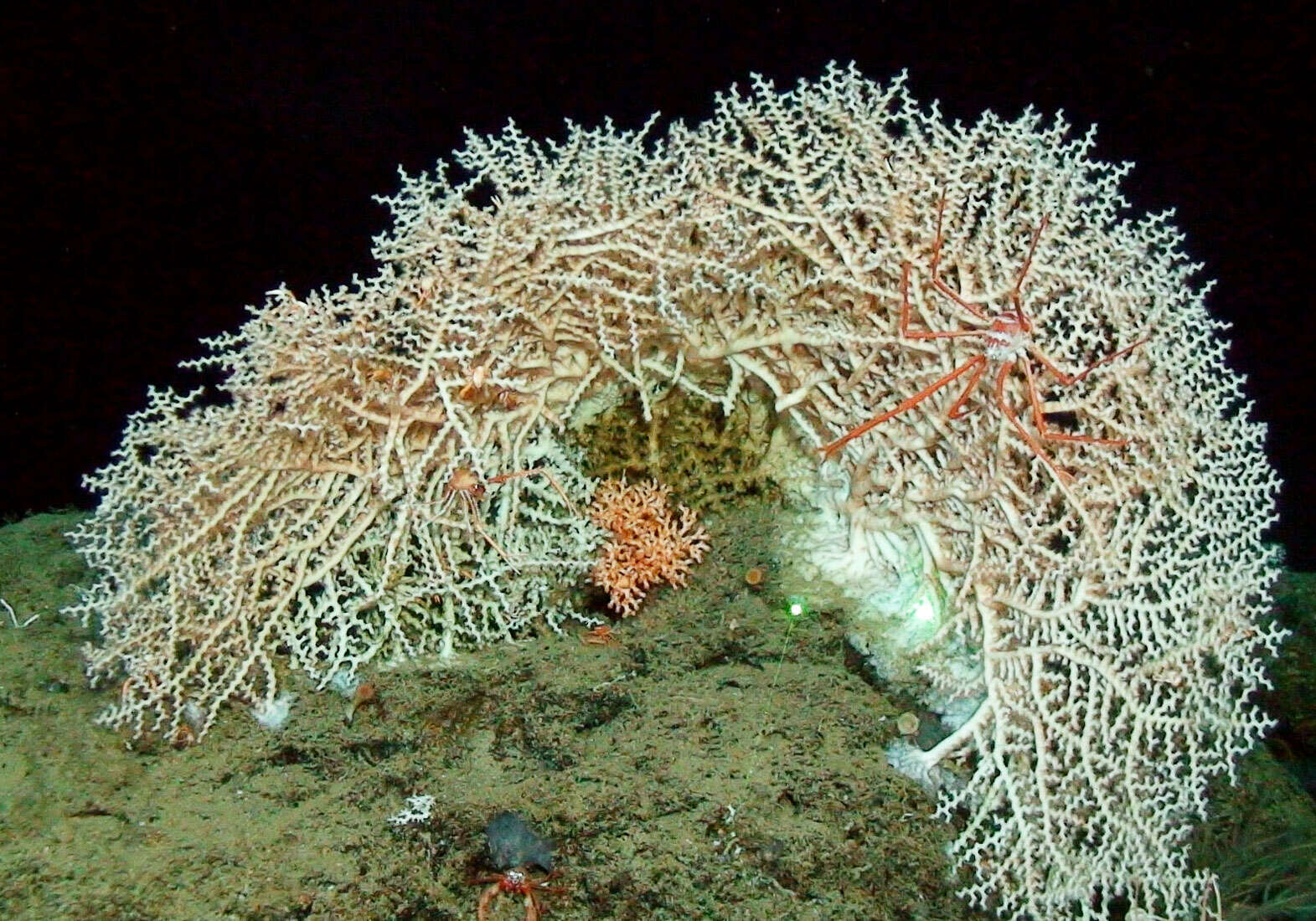 Image of lettuce coral