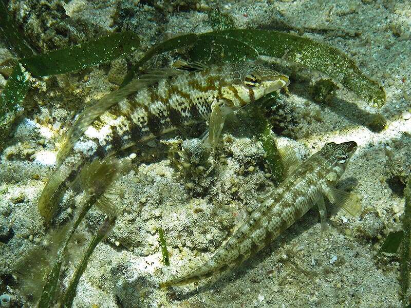 Image of Nosestripe grubfish