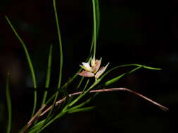 Image of Elleanthus graminifolius (Barb. Rodr.) Løjtnant