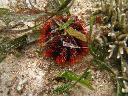 Image of Collector urchin