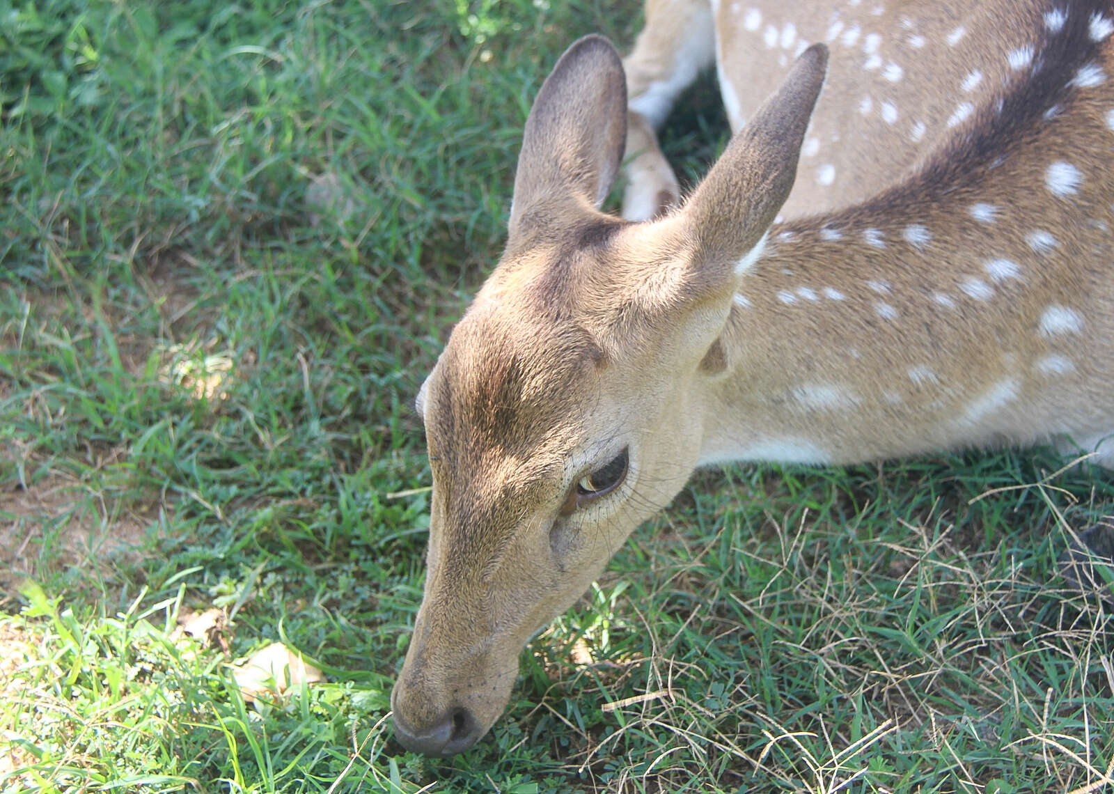 صورة Axis axis ceylonensis