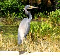 Image de Aigrette tricolore