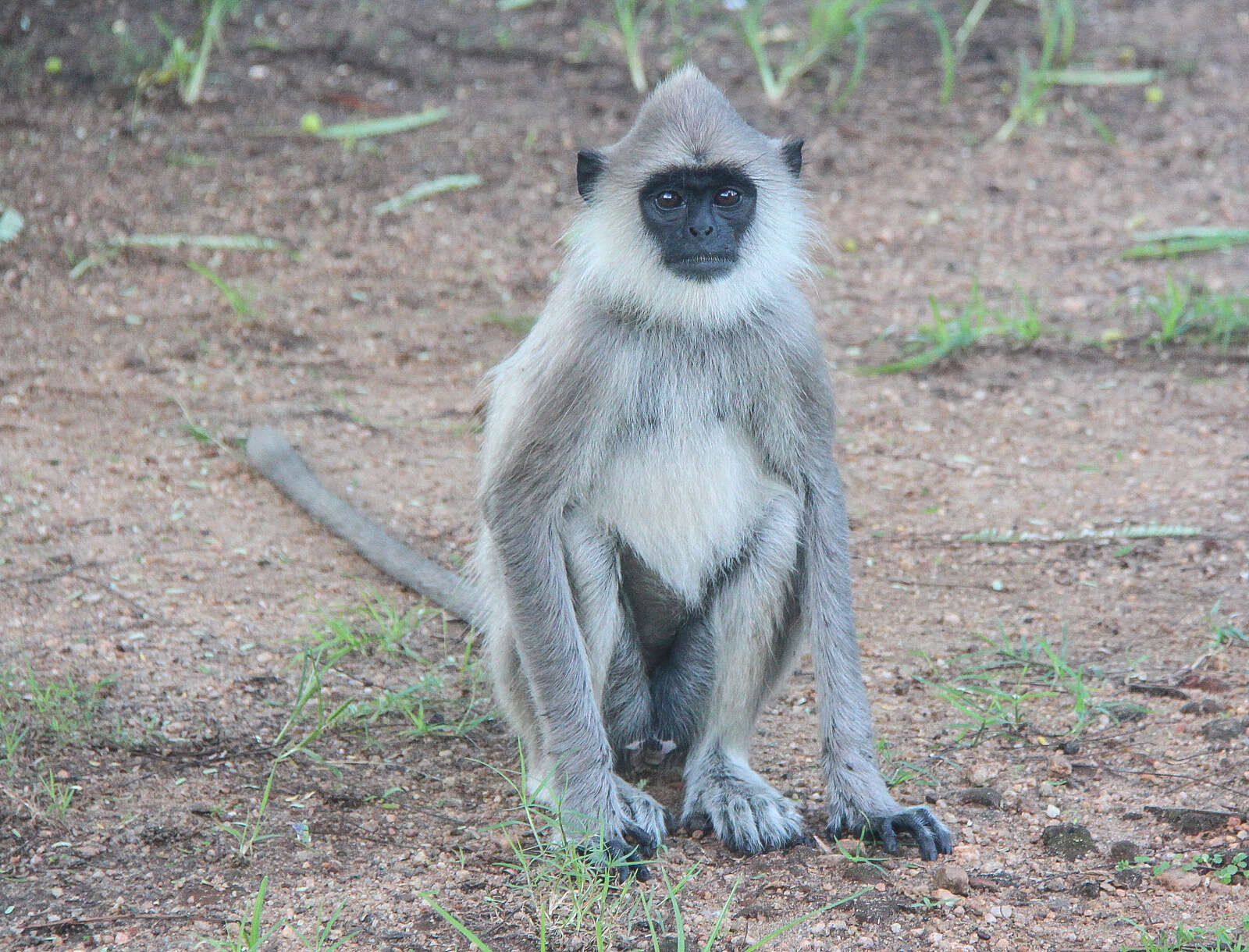 صورة Semnopithecus priam Blyth 1844