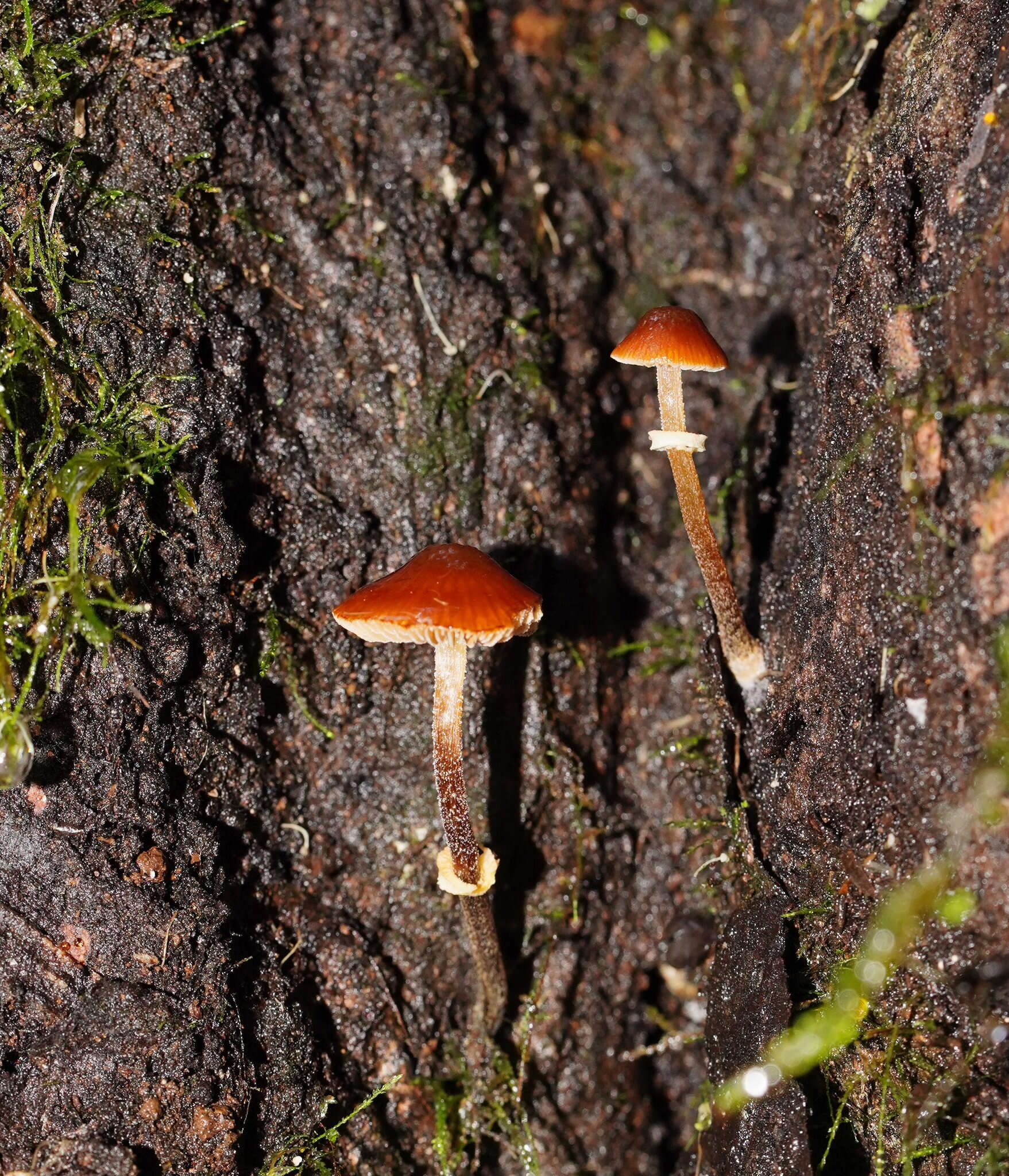 Conocybe filaris (Fr.) Kühner 1935的圖片