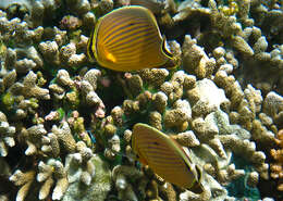 Image of Oval Butterflyfish