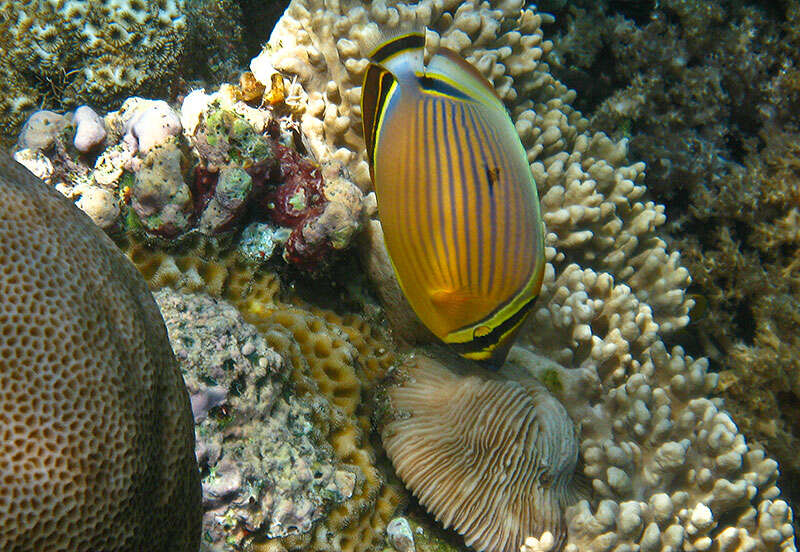 Image of Oval Butterflyfish