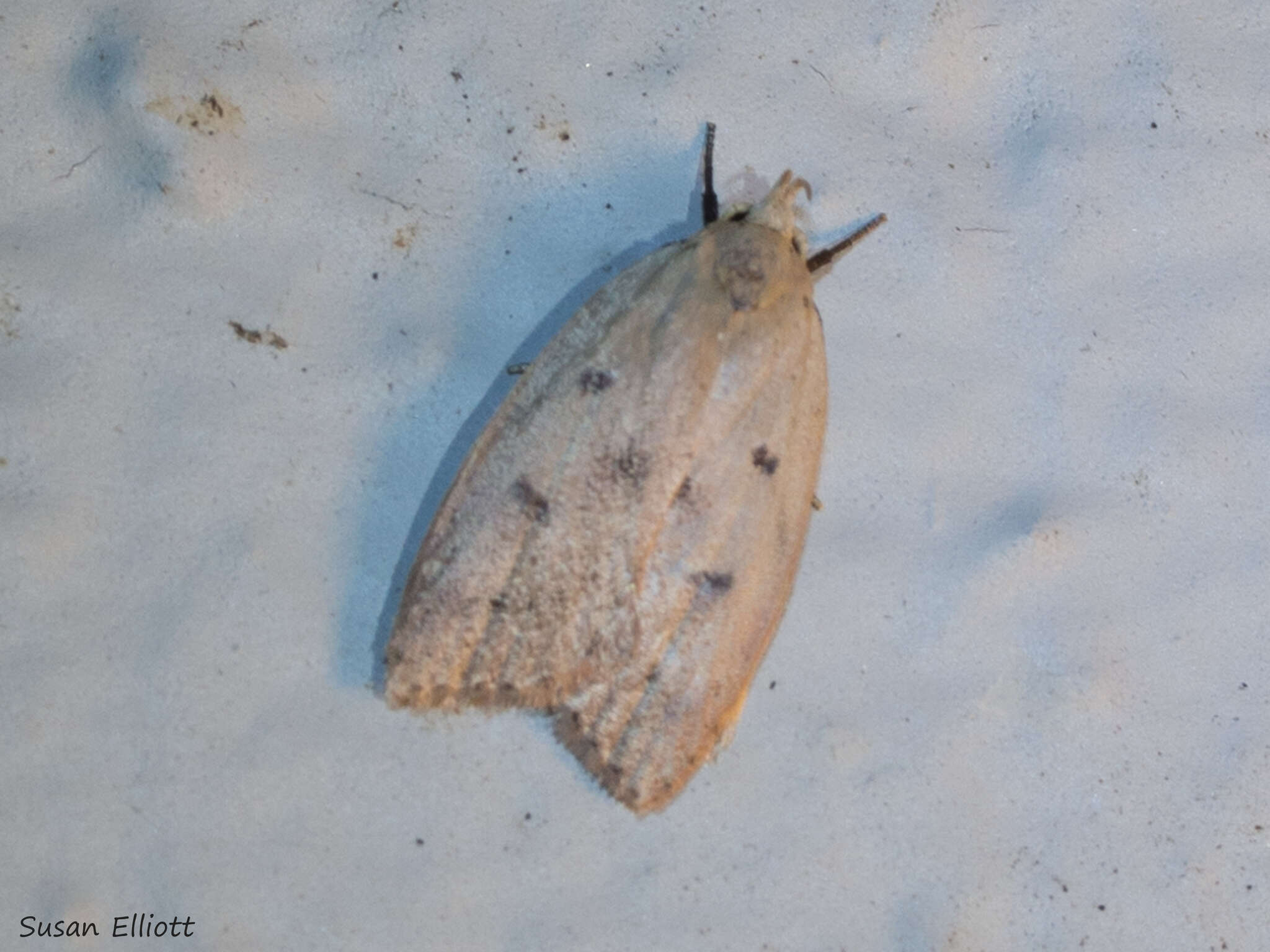 Image of Gold-striped Leaftier