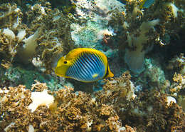 Image of Spot-tail Butterfly Fish