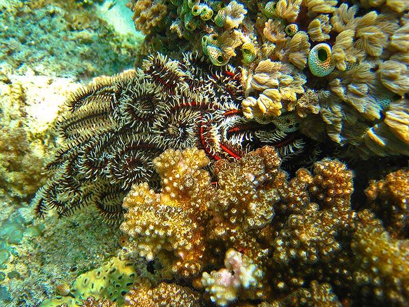 Image of Bottlebrush Feather Star