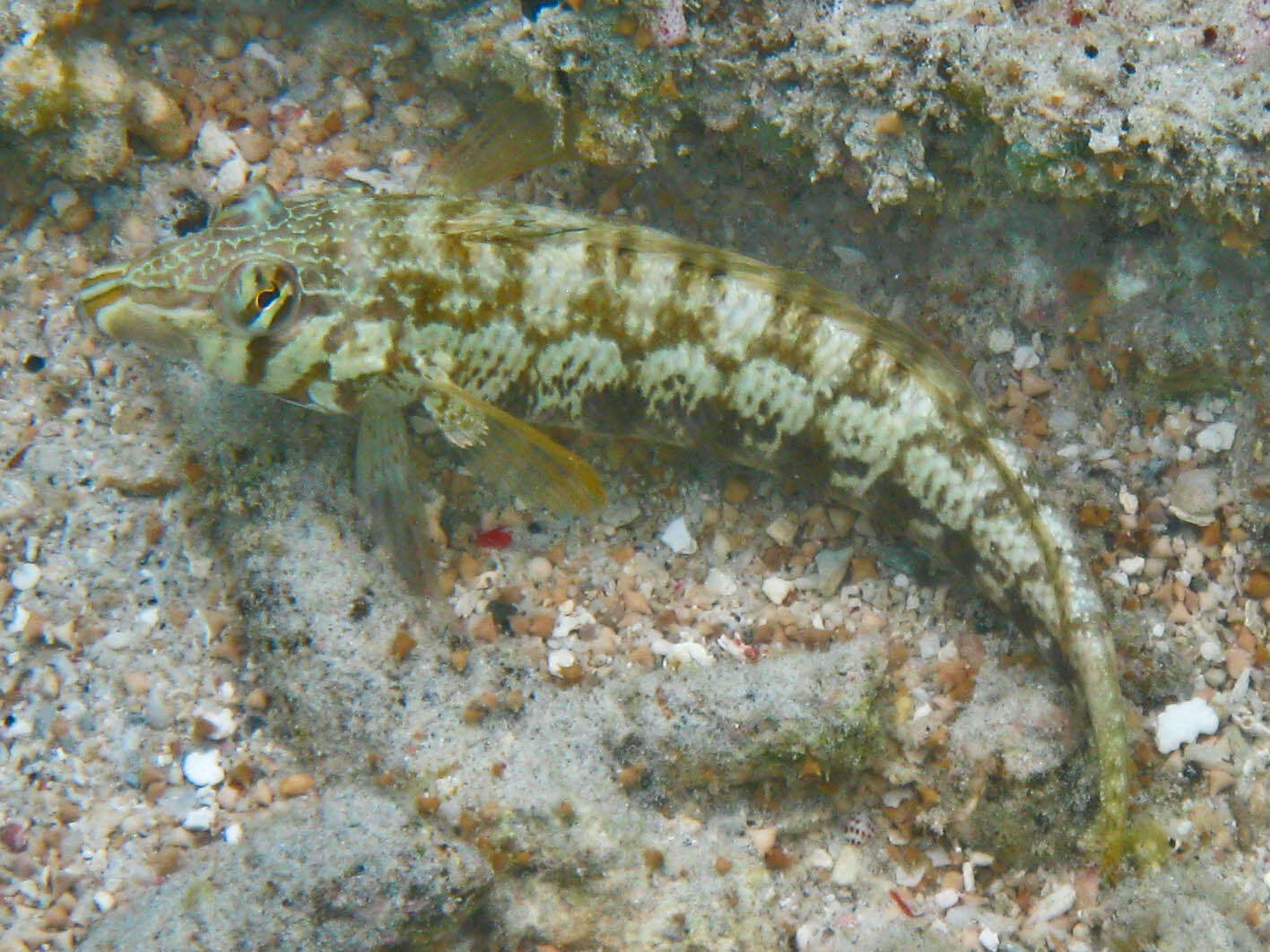 Image of Nosestripe grubfish