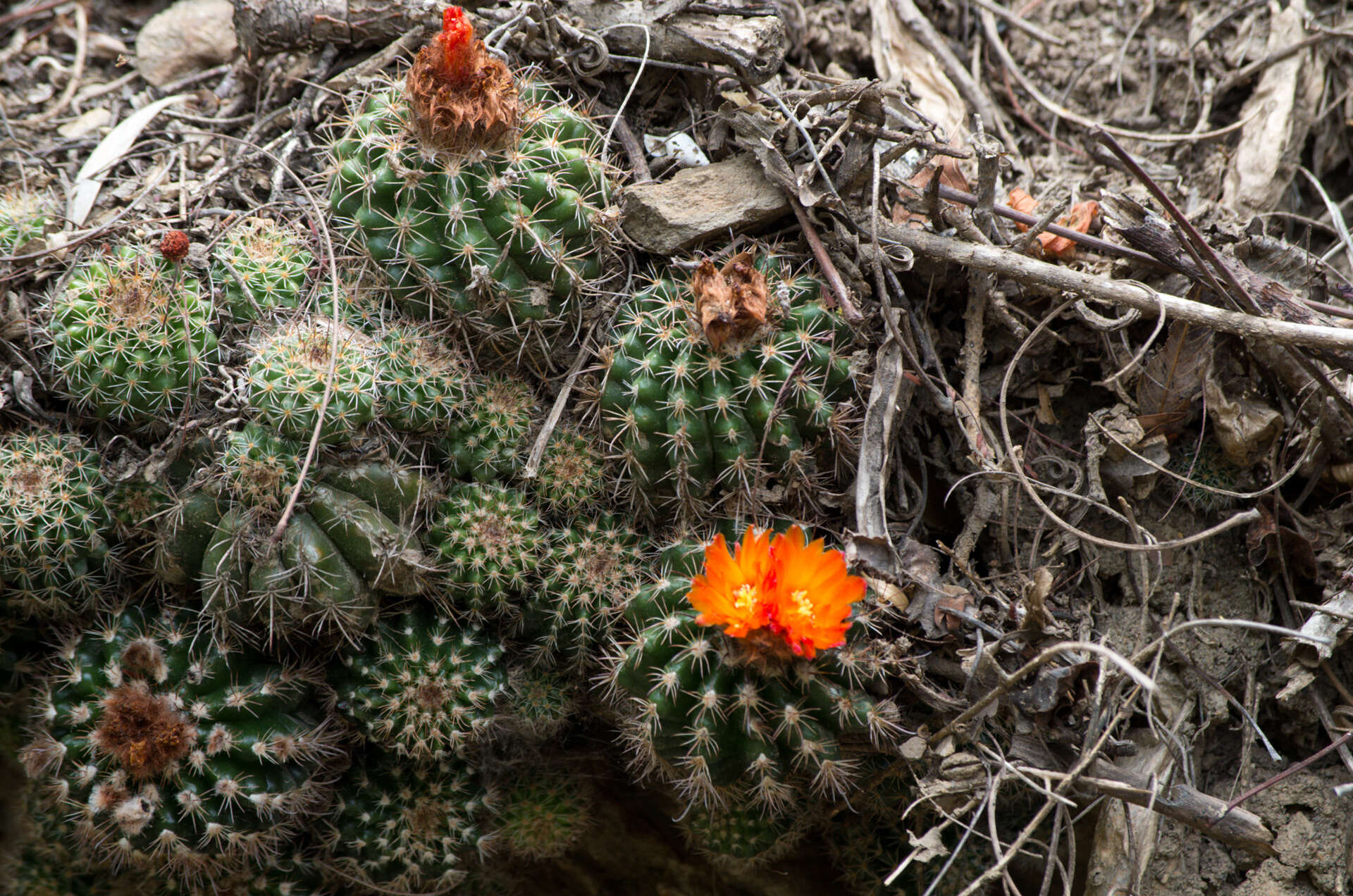 Image of Parodia comarapana Cárdenas