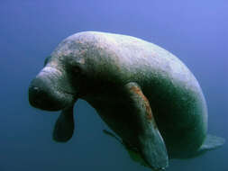 Image of manatees