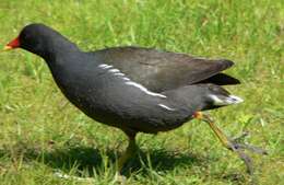 Image of Common Moorhen