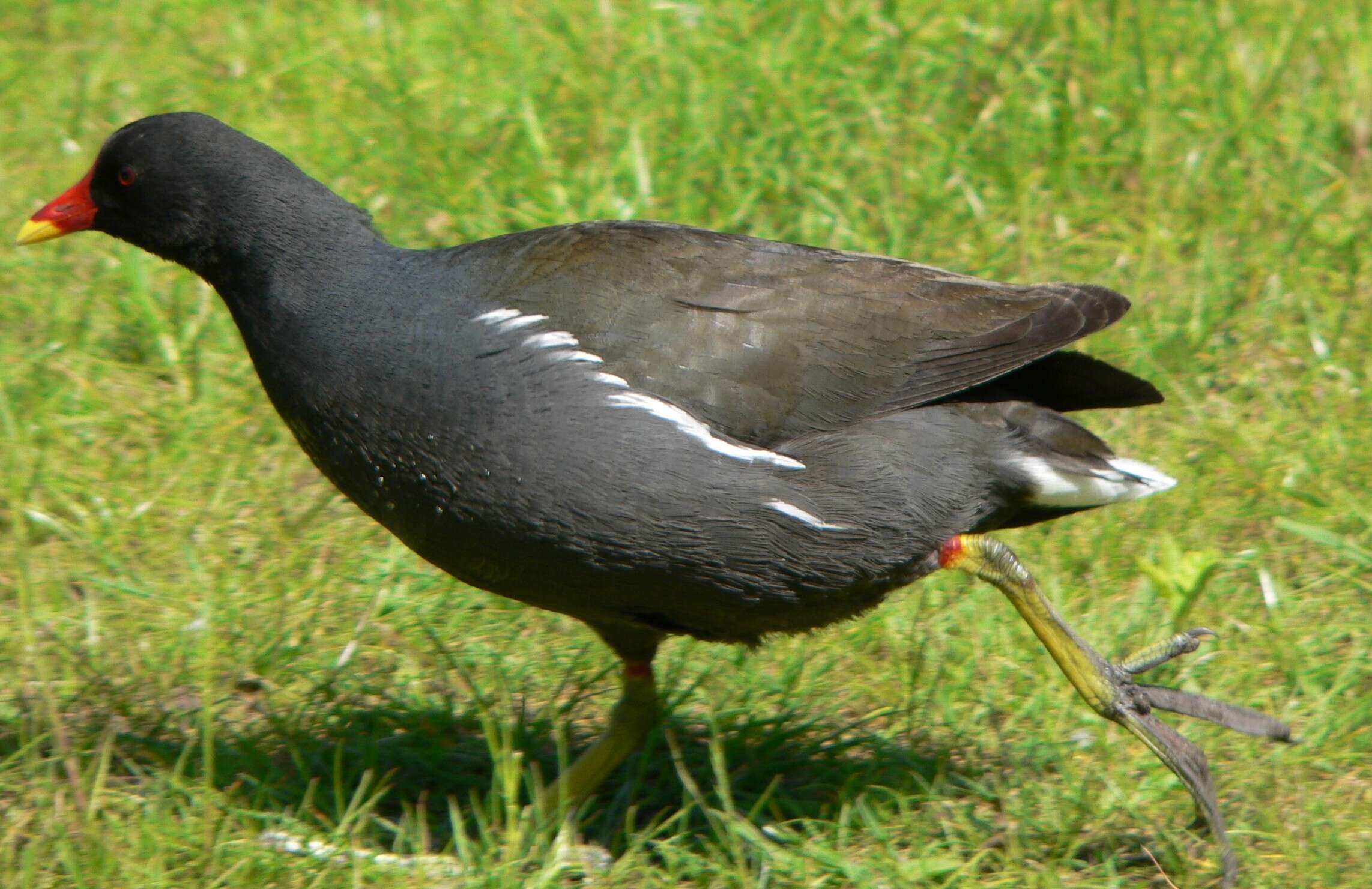 Image of Common Moorhen