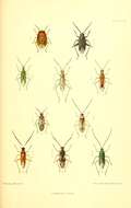 Image of Dicyphus pallicornis (Fieber 1861)