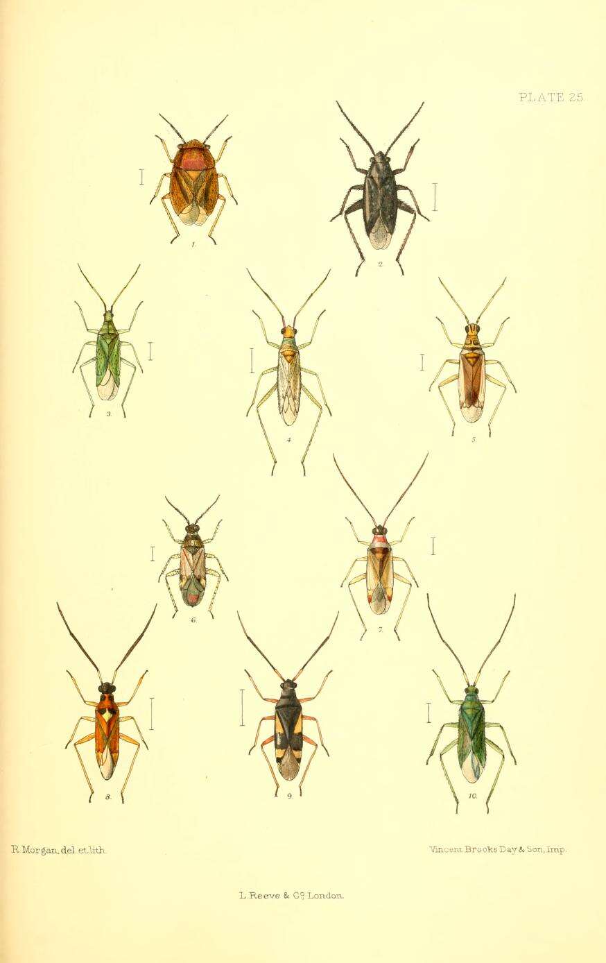 Image of Dicyphus pallicornis (Fieber 1861)