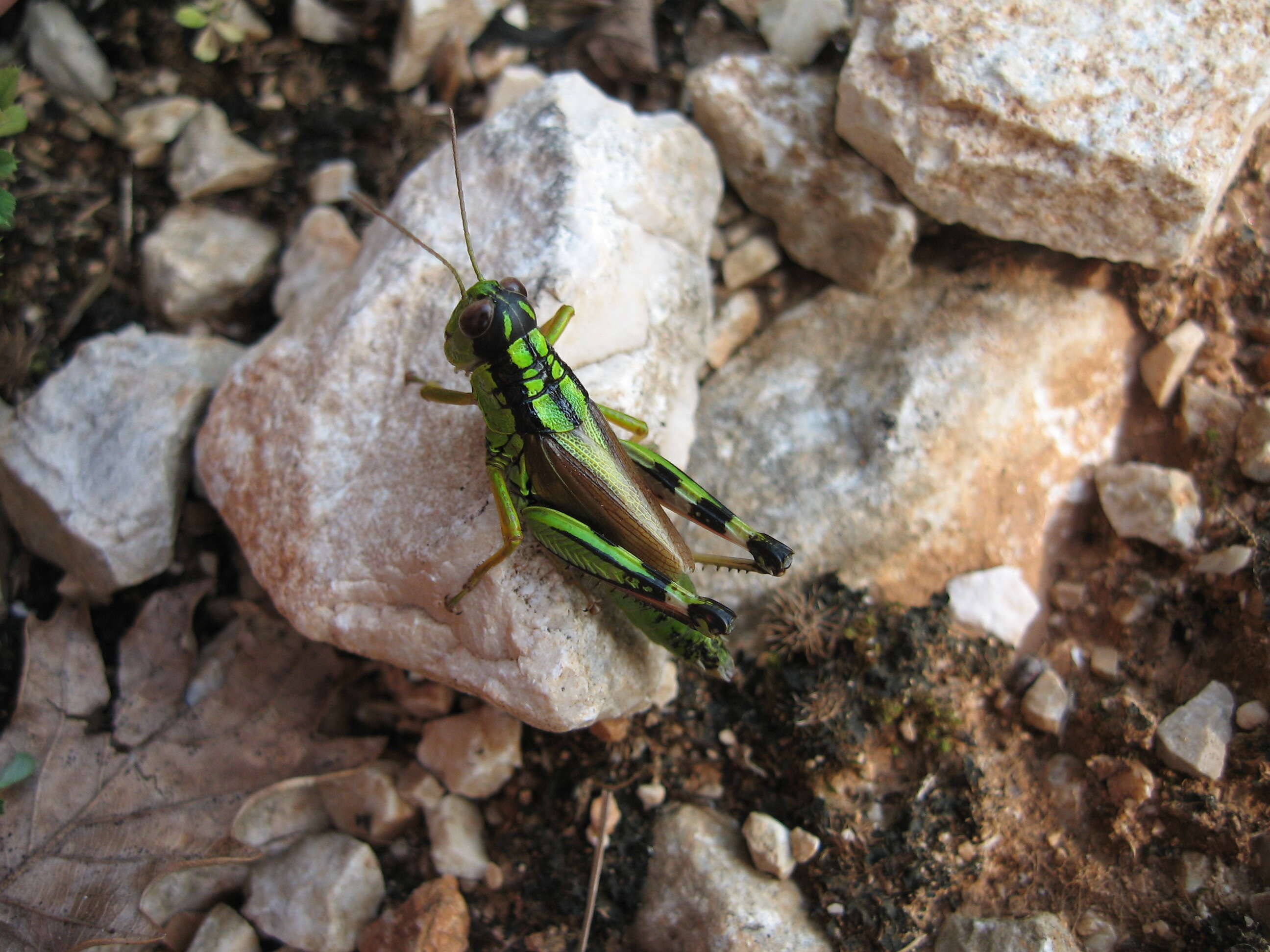 Image of Long-winged Mountain Grasshopper