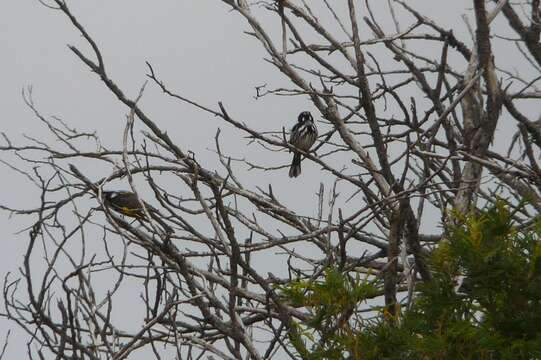 Image of New Holland Honeyeater