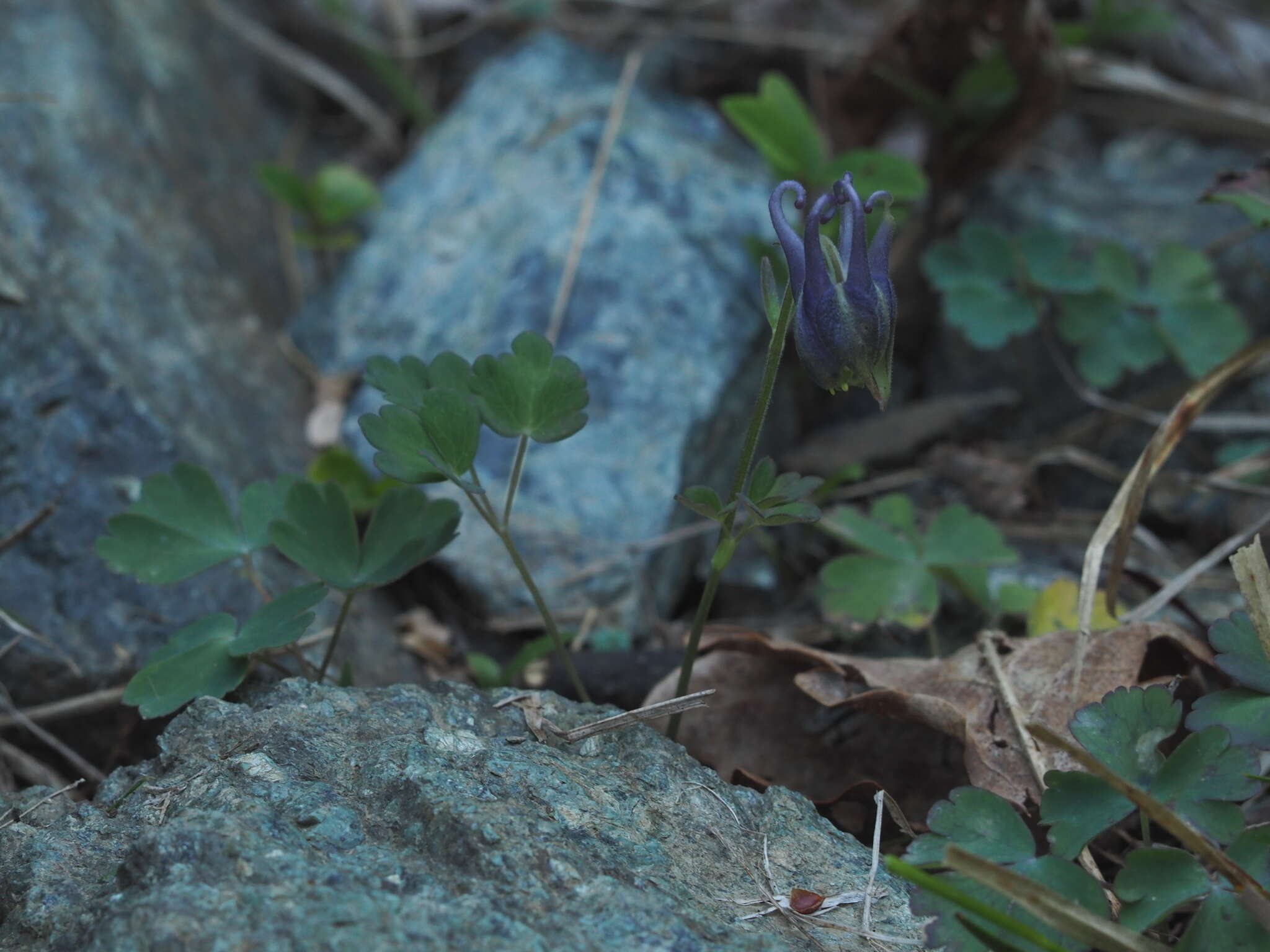 Image of Aquilegia ophiolithica Barberis & E. Nardi