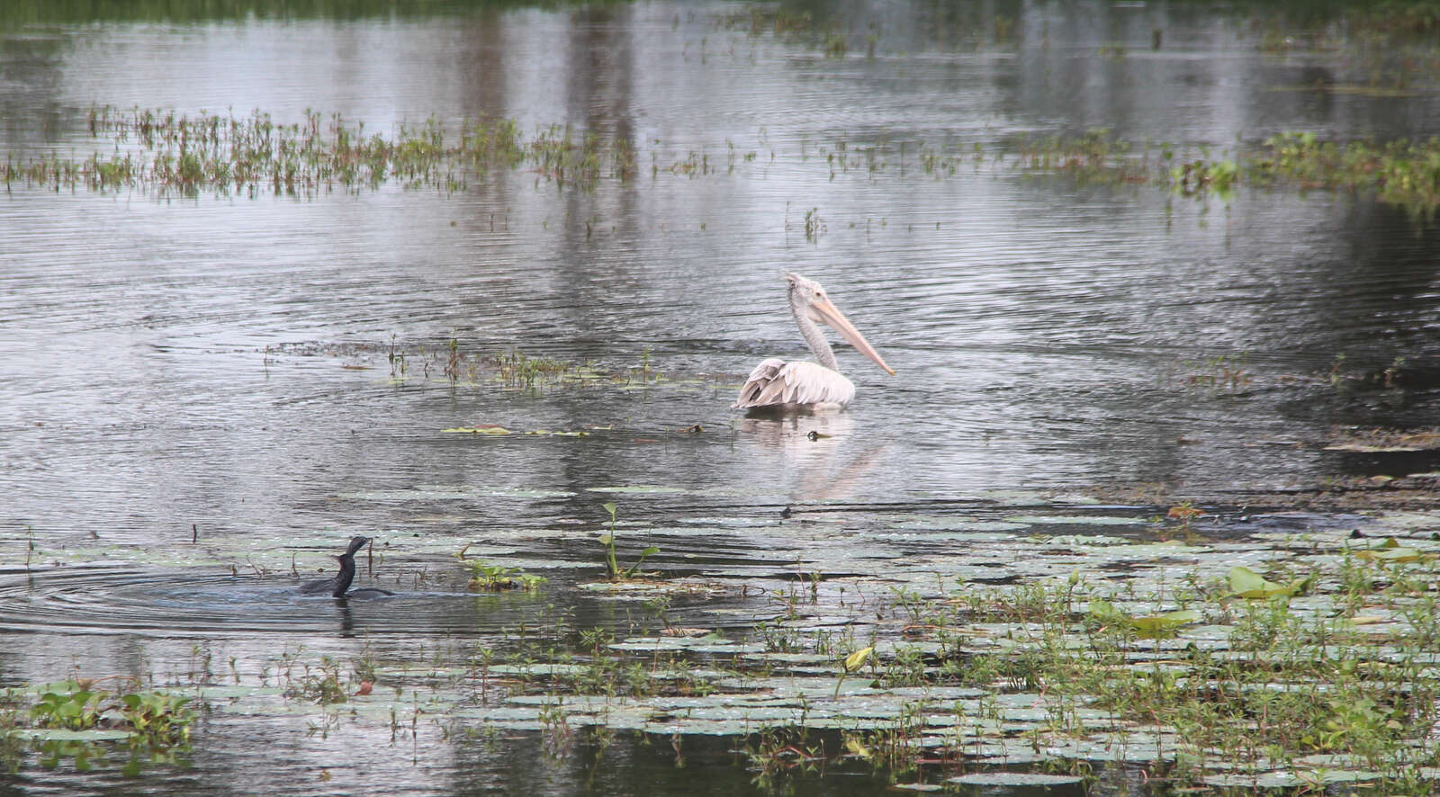 Image of Grey Pelican