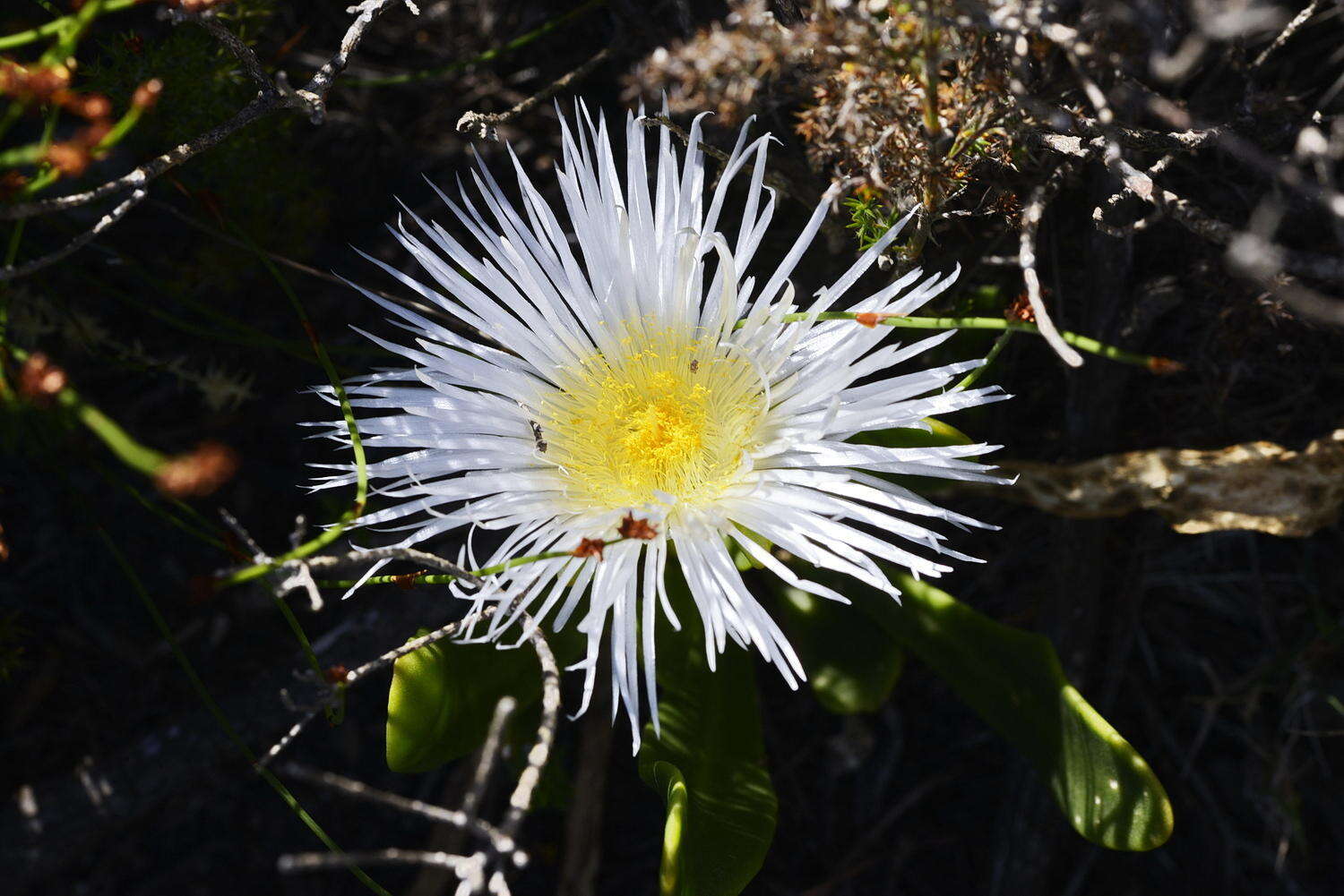 Image of Skiatophytum skiatophytoides (Leistn.) Klak