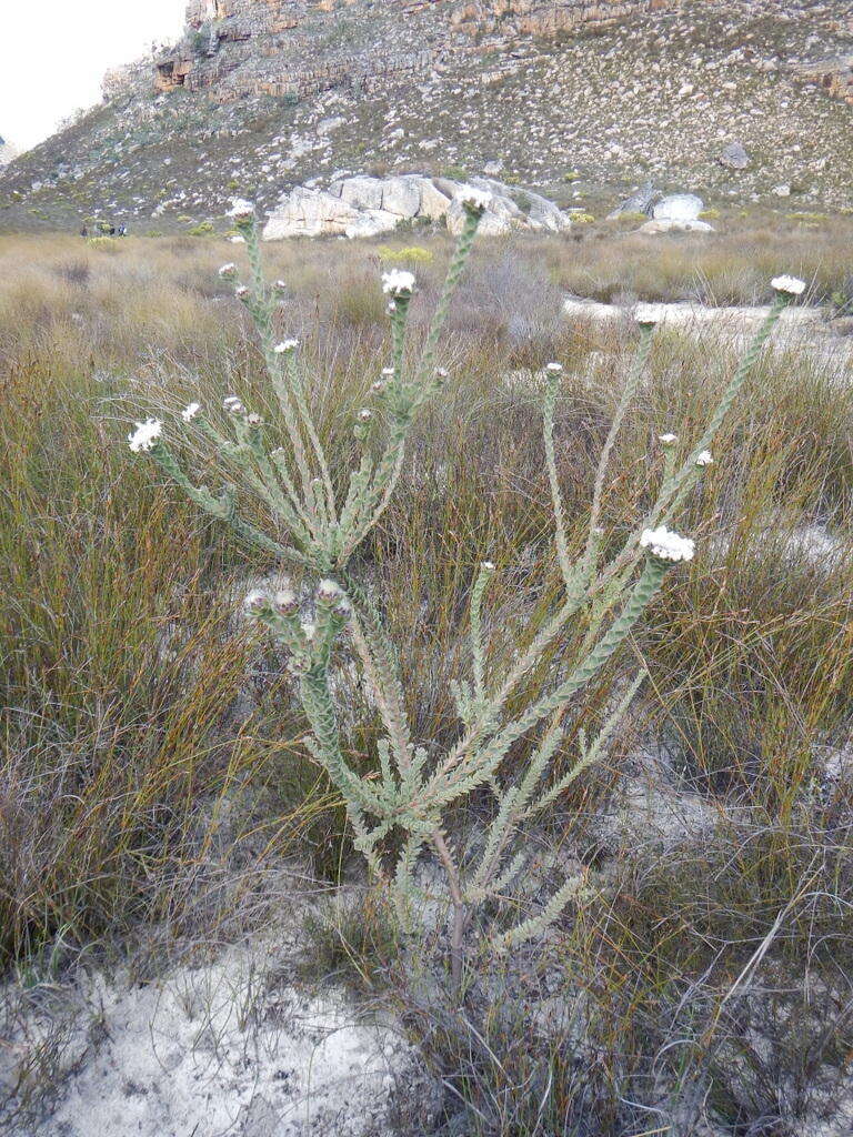 Image of Leucadendron concavum I. Williams