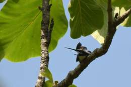 Image of Crested Treeswift