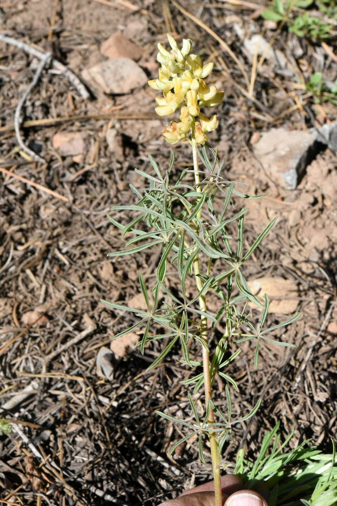 Image of narrowflower lupine