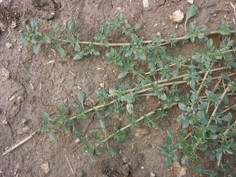 Imagem de Amaranthus blitoides S. Wats.