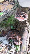 Image of Late fall polypore