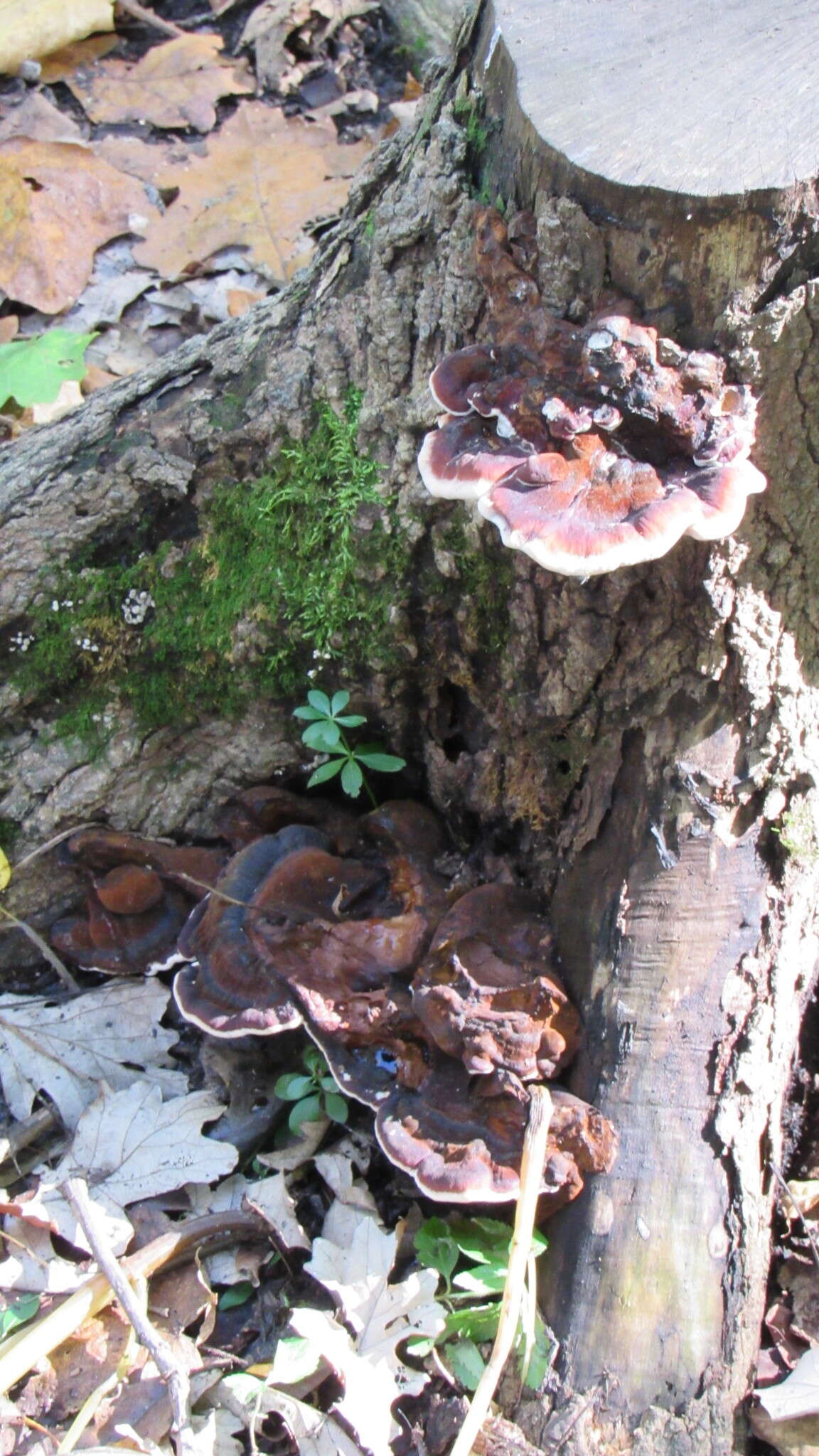 Image of Late fall polypore