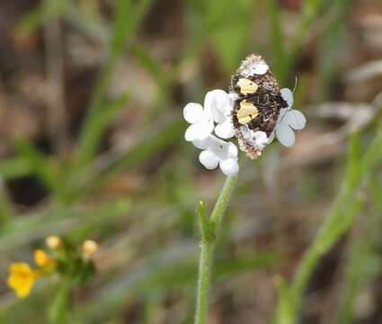 Image of Annaphila divinula Grote 1878