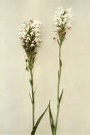 Image of white fringed orchid