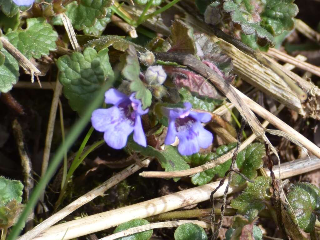 Image of Glechoma hederacea L.