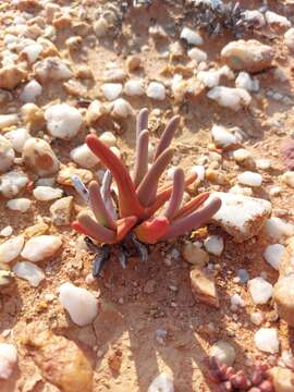 Image of Argyroderma fissum (Haw.) L. Bol.