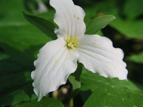 Imagem de Trillium grandiflorum (Michx.) Salisb.