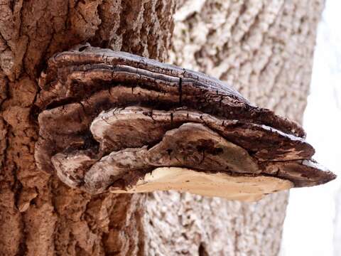 Image of Artist's fungus