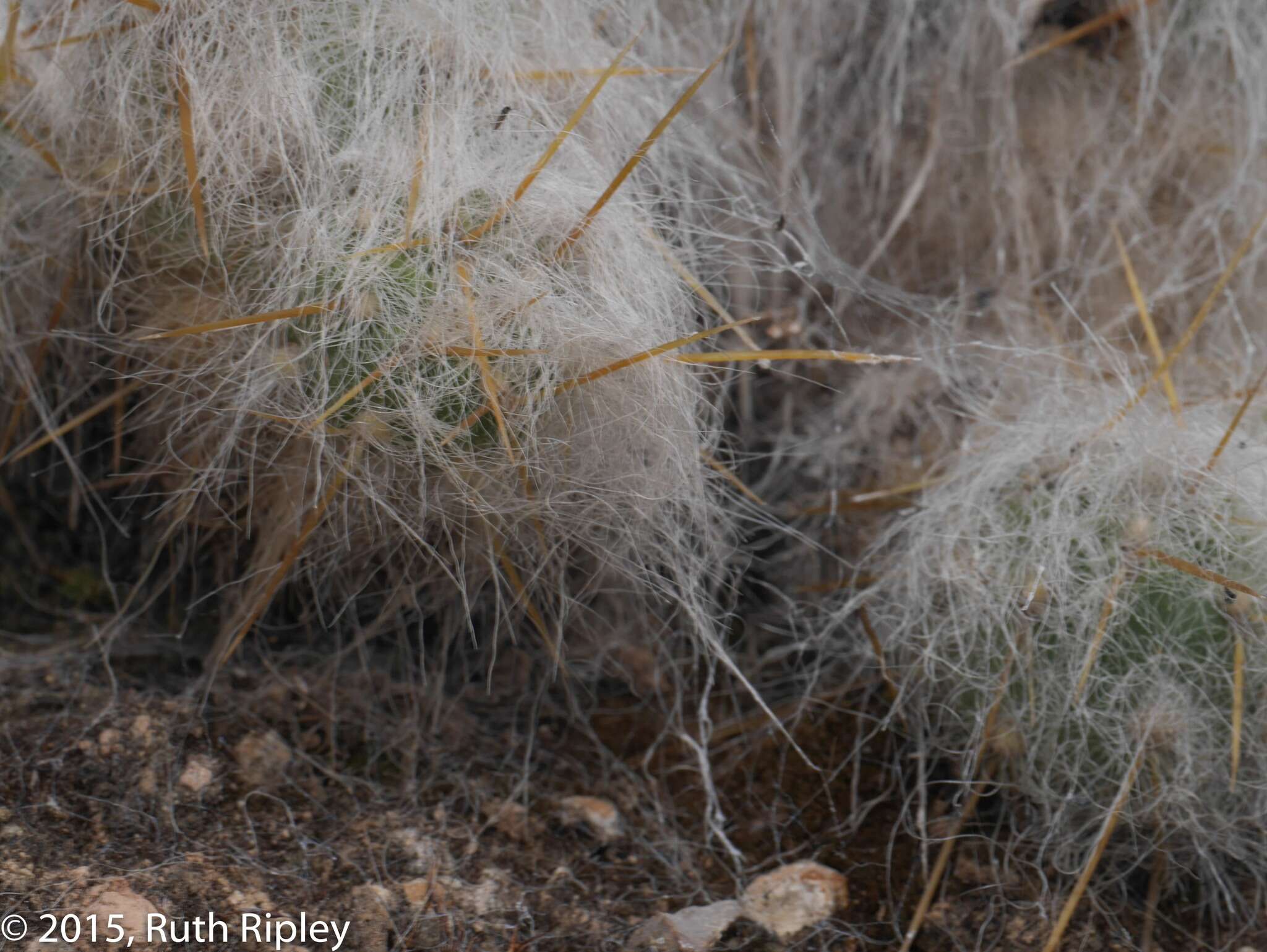 Plancia ëd Austrocylindropuntia floccosa (Salm-Dyck) F. Ritter