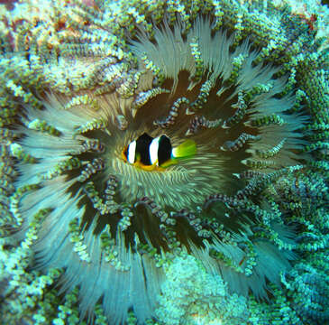 Image of Adhesive sea anemone