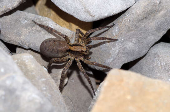 Image of Tarantula wolf spider